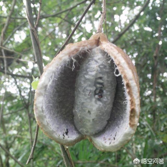 美味水果对对碰：水果对对碰能赚钱吗