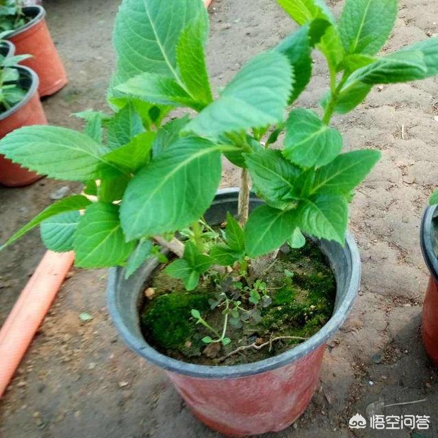 八仙花图片:新买回来的绣球苗需要打顶修剪吗？