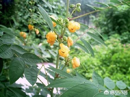 寻找眼镜王蛇:寻找眼镜王蛇纪录片 农村里有种草，眼镜王蛇见了都害怕，这是什么草啊？