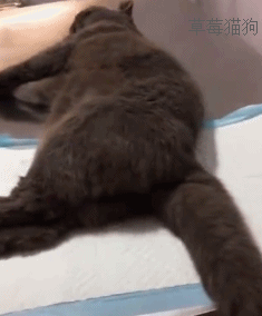 养猫指南百度文库:最近刚领养了猫，有什么需要买的基本品吗？