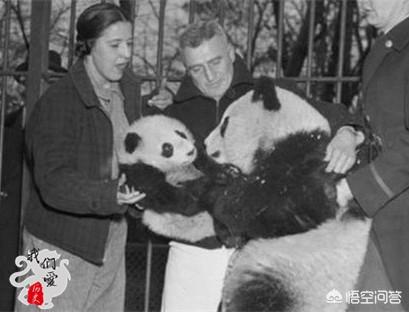 外国灵异事件女人:当年盗捕中国熊猫的美国女人下场如何？
