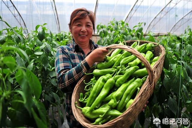 可得治:夏季雨水多，几场雨下来导致辣椒大量落叶，应该如何防治？