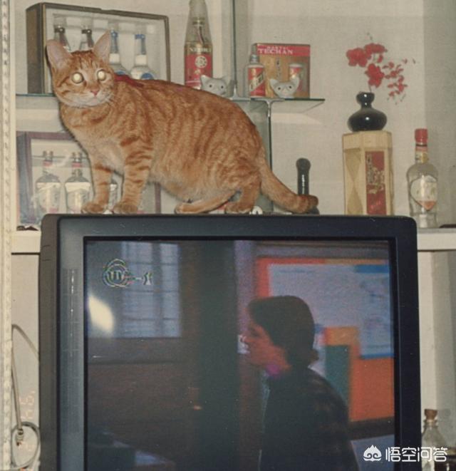 猫训练:如何训练猫咪不再惧怕陌生人？