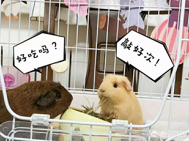 雀尾螳螂虾需要什么鱼缸养:学校寝室适合养什么宠物？