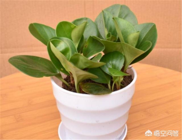 青叶碧玉:请问吸烟鬼盆栽属于什么植物？