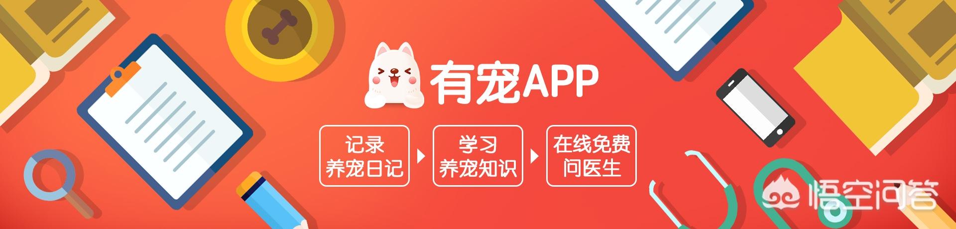 大型宠物犬品种大全及图片:什么大型犬颜值高还护主？