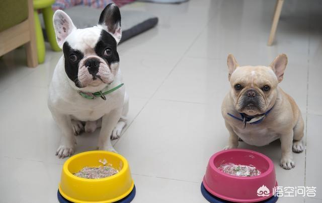 斗牛犬性格有什么缺点:法国斗牛犬的缺点是什么？新手养好吗？