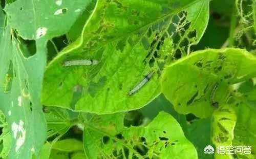 菜青虫用什么药效果最好，我的菜园子上海青幼苗小虫很多，有什么有机防治办法吗