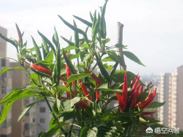 鸟眼辣椒盆景:盆栽的朝天椒怎么养才能结果更多？