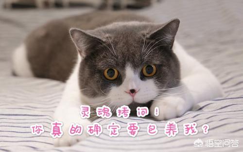 金吉拉猫图片:金吉拉猫和蓝猫哪个好养？