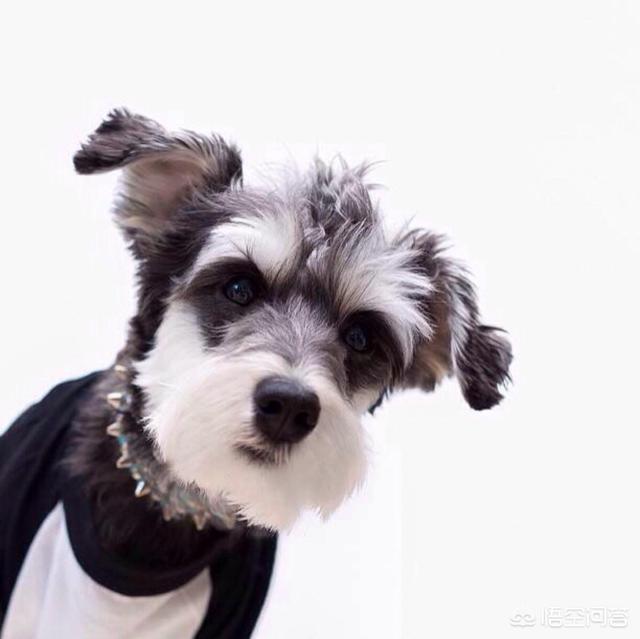 犬皮肤病脓皮症治疗:狗狗得了脓皮症怎么治疗？