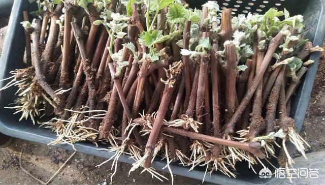 头条问答 - 葡萄扦插育苗如何选枝条,葡萄插条如何贮藏?(4个回答)