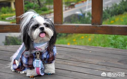 小体西施犬图片:西施犬的毛要多久才能长得长？