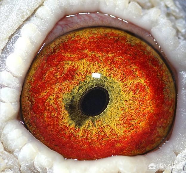 鸽子眼睛形状是血统遗传吗，鸽子眼里边的适应圈是怎么形成的