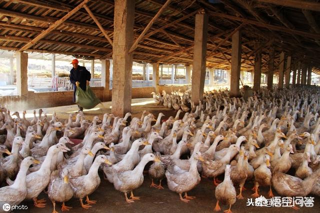 安徽的十大污染之一就是养鸭子，农村地区已经深受其害，有没有什么方法解决？插图1