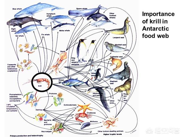 虽然体积小平均约6厘米,但它代表着全球海洋食物链中一个重要环节