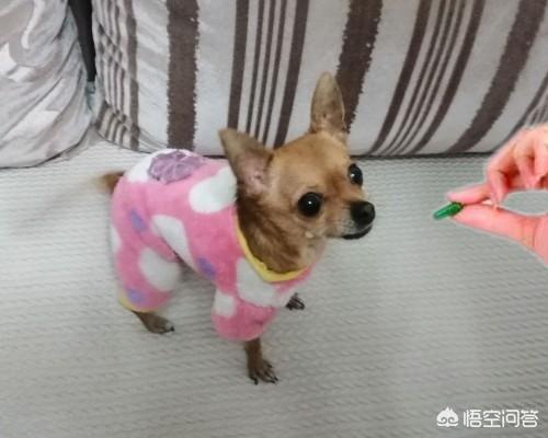 蝴蝶犬幼犬怎么驱虫:狗狗刚满月可以驱虫吗用什么驱虫药好？