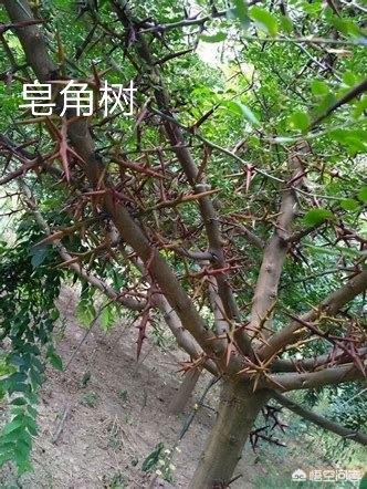 元宝枫图片:最不适合做盆景的植物有哪些？