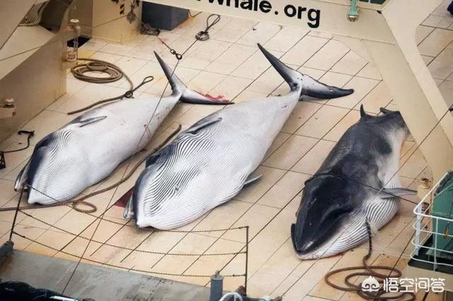 小须鲸:小须鲸视频 日本声称出于科研目的捕鲸，究竟研究些啥？