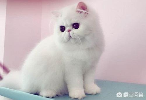 波斯猫的图片或资料:波斯猫爆毛和不爆毛的区别什么，猫咪爆毛好吗？