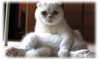 折耳猫为什么不能养:如何劝说母亲不要繁殖折耳猫？