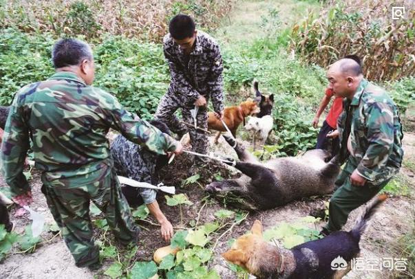 野狗交配视频大全:是不是狗和狗之间都没有生殖隔离？