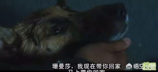 德国牧羊犬电影:近年来，有哪些没有在中国上映的好莱坞电影值得推荐？