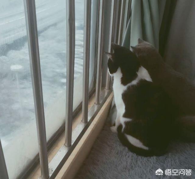 阿比西尼亚猫和布偶猫:养有品种的猫和土猫的差别大吗？
