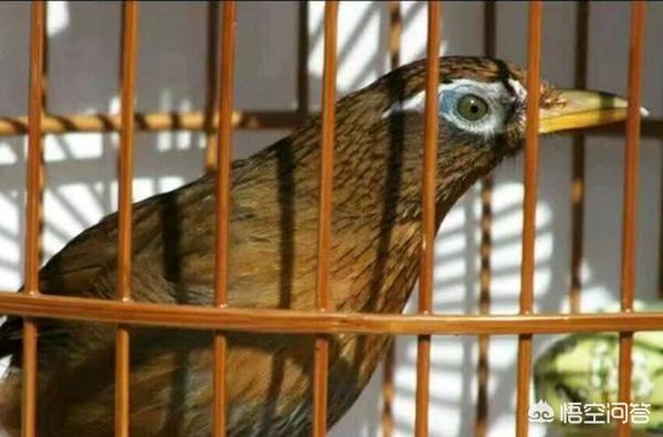 贵州凯里最好的画眉鸟图片:为什么有人说画眉鸟当中的“烂头屠夫”宁可撞笼，也不落性？