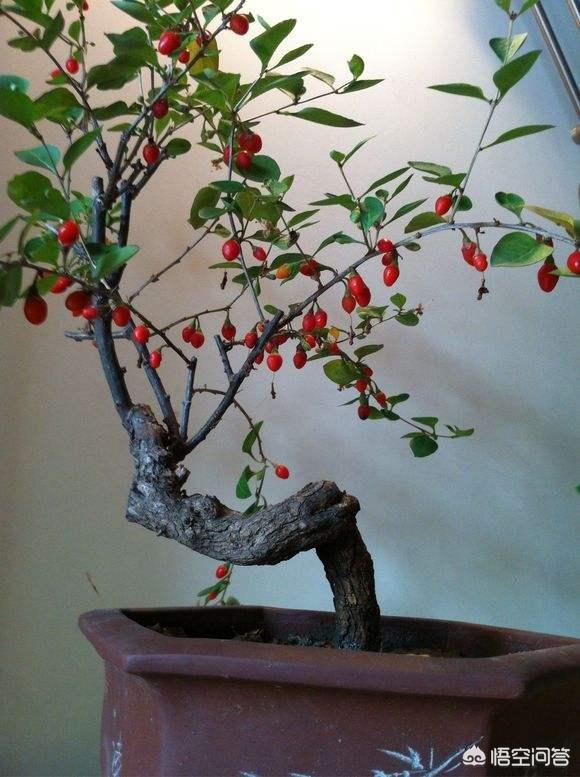 铁线蕨怎样制作盆景:新买的一盆铁线蕨，种植好需要注意什么？