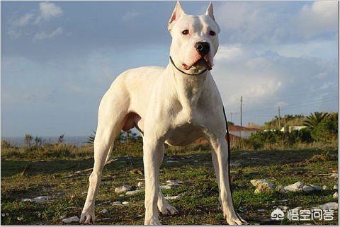 加纳利犬:加纳利犬怎么增强全身肌肉？