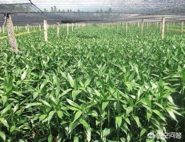 富贵竹的种植方法图解:有什么办法可以让富贵竹快速生长？