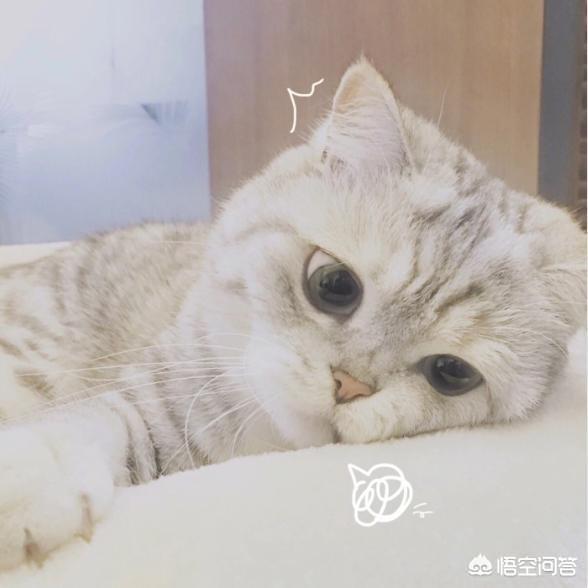 猫猫安乐死的方法:有哪些预防家里猫猫狗狗被人药死的方法？