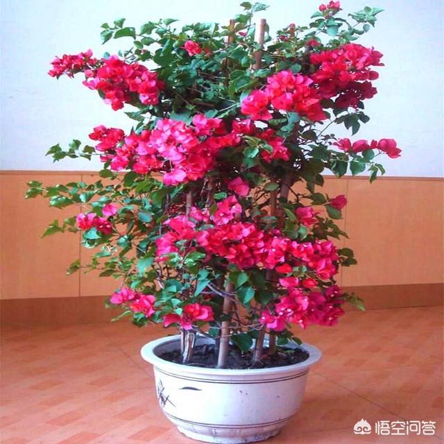 灿烂的点地梅:为什么三角梅的叶子一碰就掉？