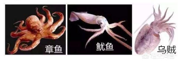 鱿鱼、章鱼、乌贼这三个之间有什么不同？