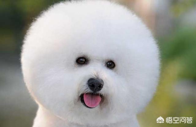 迷你腊肠犬好不好养:想养一只长不大且聪明爱卫生的狗狗，什么品种的好？