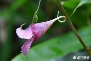 船娘文慧:春天到了，你最想到哪里去踏春？
