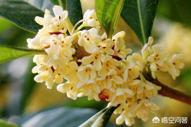 哪种桂花最好养？四季桂香味浓郁吗？