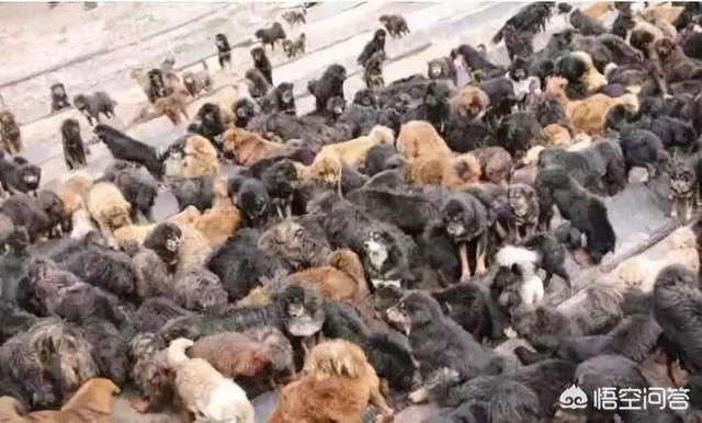 医院治死藏獒陪45万负责人称:云南两保安暴打金毛，狗主人付诸法律是否能够得到赔偿？