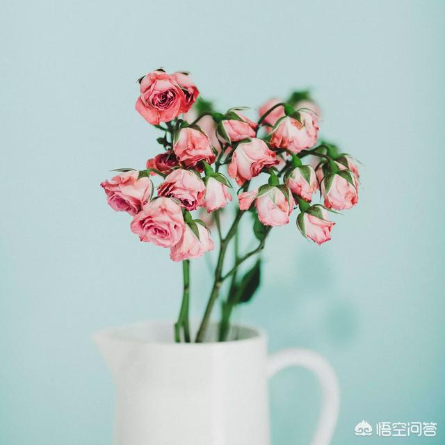 唐贝诗盆景猫:三十多岁的人，爱上了养花了，这正常吗？