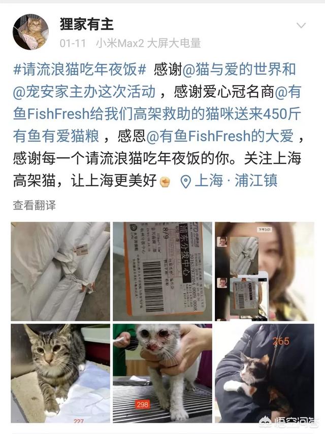 幸运土猫基地:幸运土猫电话 猫与爱的世界的请流浪猫吃年夜饭的活动，现在进行到什么程度了？