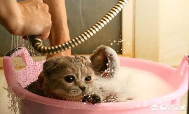 爱洗澡的猫猫:猫为什么喜欢跟着人上厕所、洗澡？