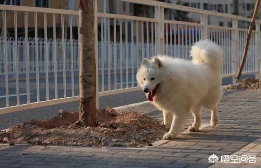 萨摩耶犬价格:普通人养一只萨摩耶犬一年需要花费多少钱？