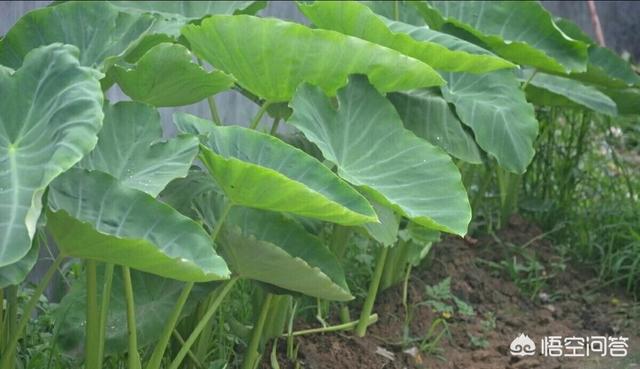 合果芋株高:树地可以种芋头吗？需要注意什么？