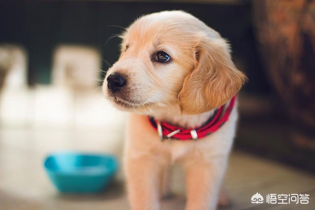 犬瘟细小治疗中心韩医生:狗狗得了细小犬瘟热很多中成药可以治，为什么还要去医院打针？