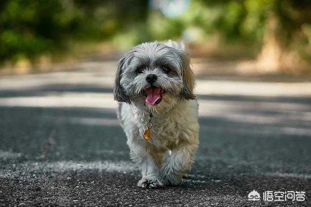 预防犬瘟热中药:狗狗得了细小犬瘟热很多中成药可以治，为什么还要去医院打针？