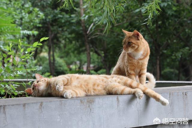 褴褛猫性格:猫喜欢抓人咬人，脾气暴躁，这猫有狂犬病吗？
？