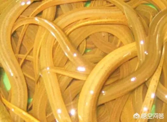 淡水鱼养殖技术:淡水鱼养殖技术与鱼塘管理 对养殖的淡水鱼来说，生长的决定性因素是什么？
