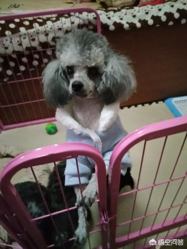 怎么挤狗狗的肛门腺:泰迪犬需不需要挤肛门腺？如果没挤，有什么样的后果？