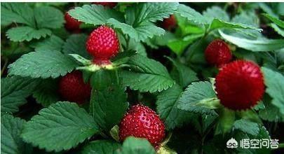 头条问答 农村山里有哪些好吃又不花钱的野果 暮野村夫的回答 0赞